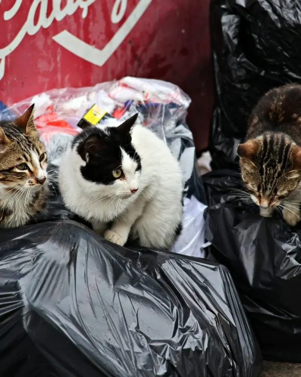 deniz-yilmaz-w4YLc9Rm6bs-unsplash