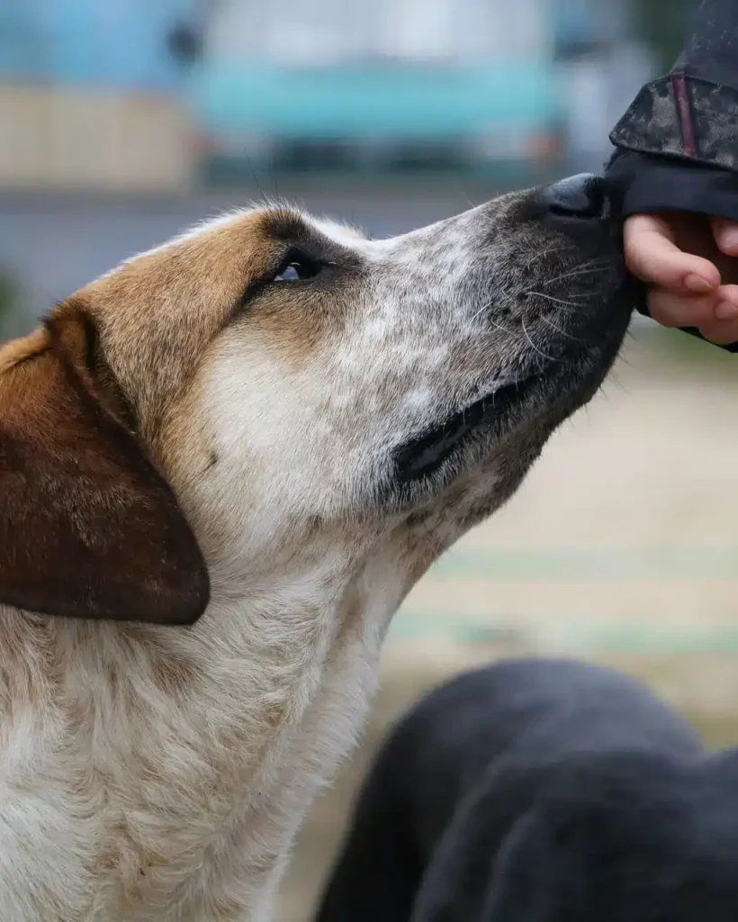 simon-moog-_IvTz18z_J8-unsplash